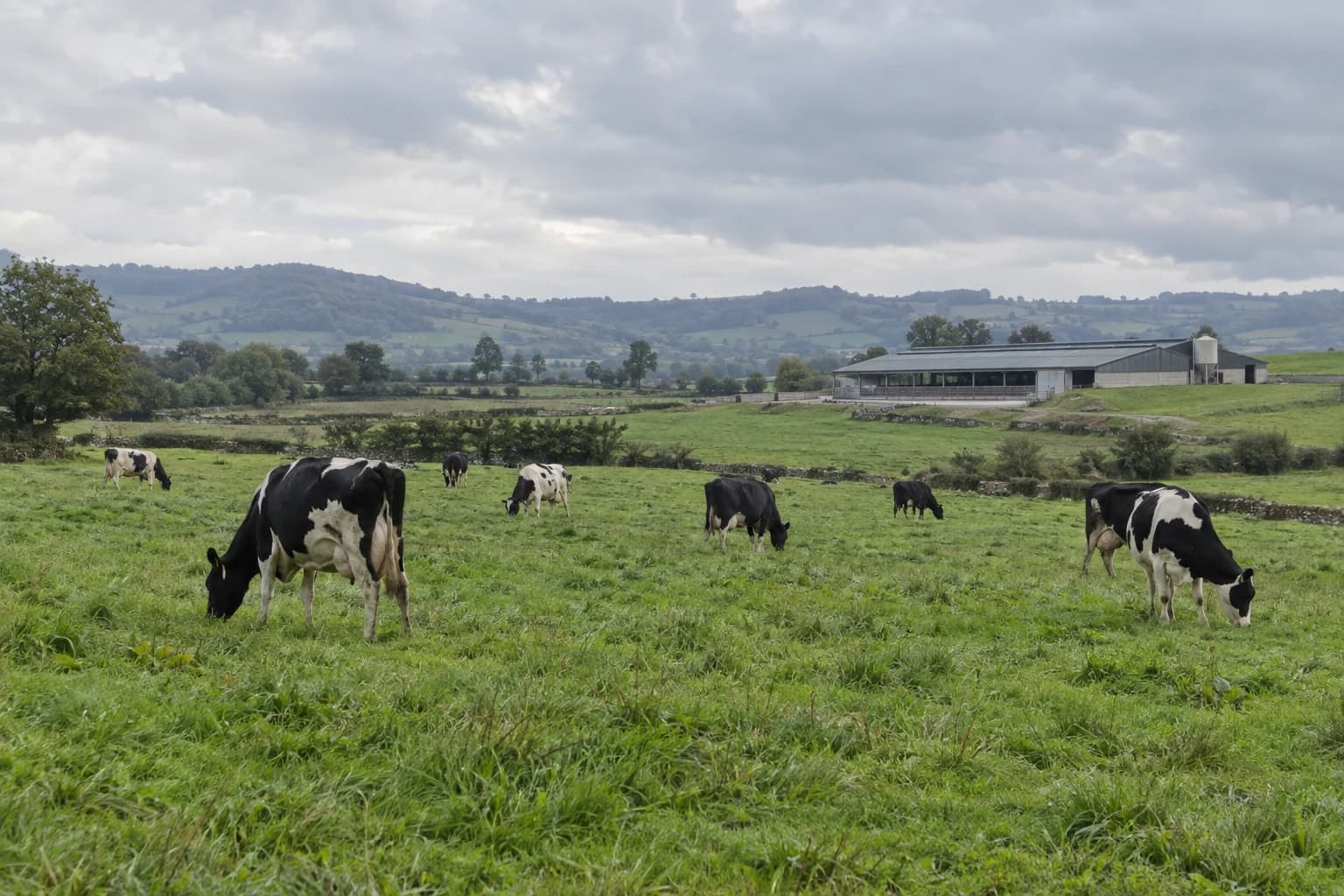 Pradera gallega con vacas frisonas y una explotación lechera